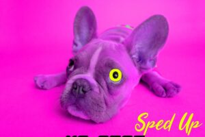 Pubblicato “Un cane (Sped Up)”, il nuovo singolo di Roberto Bocchetti